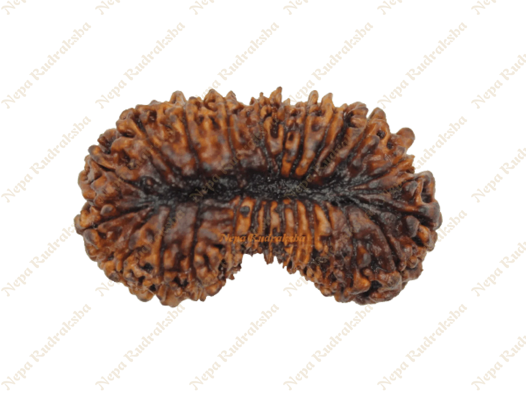 26 Mukhi rudraksha