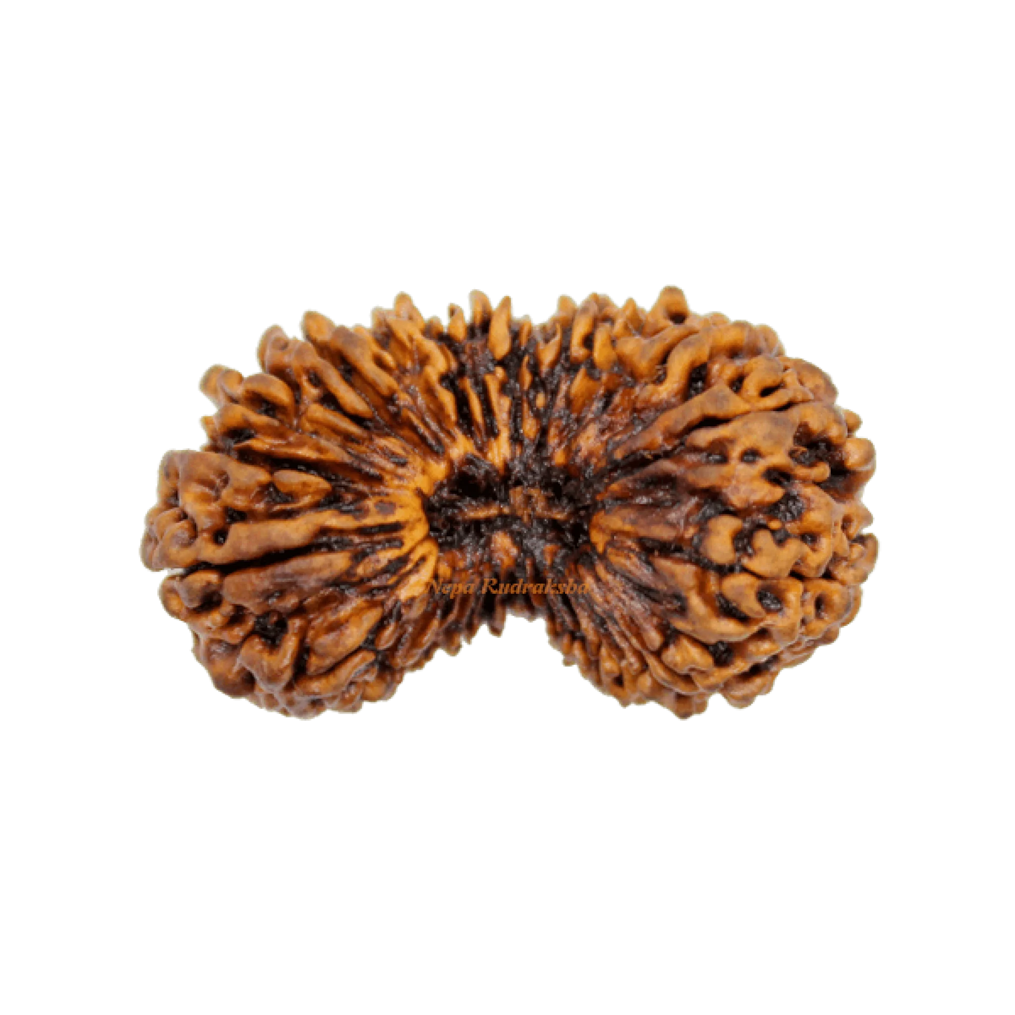 26 Mukhi rudraksha