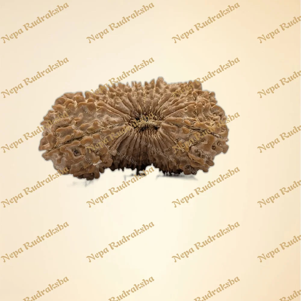 26 Mukhi (Super Collector - 11153)