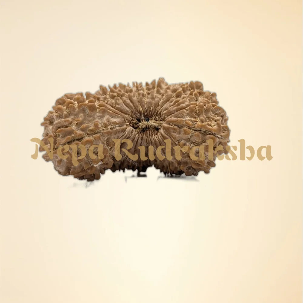 26 Mukhi (Super Collector - 11153)