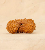 26 Mukhi