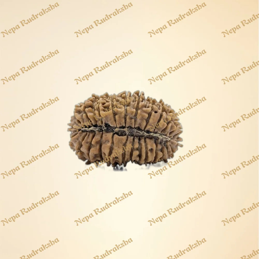 27 Mukhi (back)