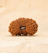 27 Mukhi