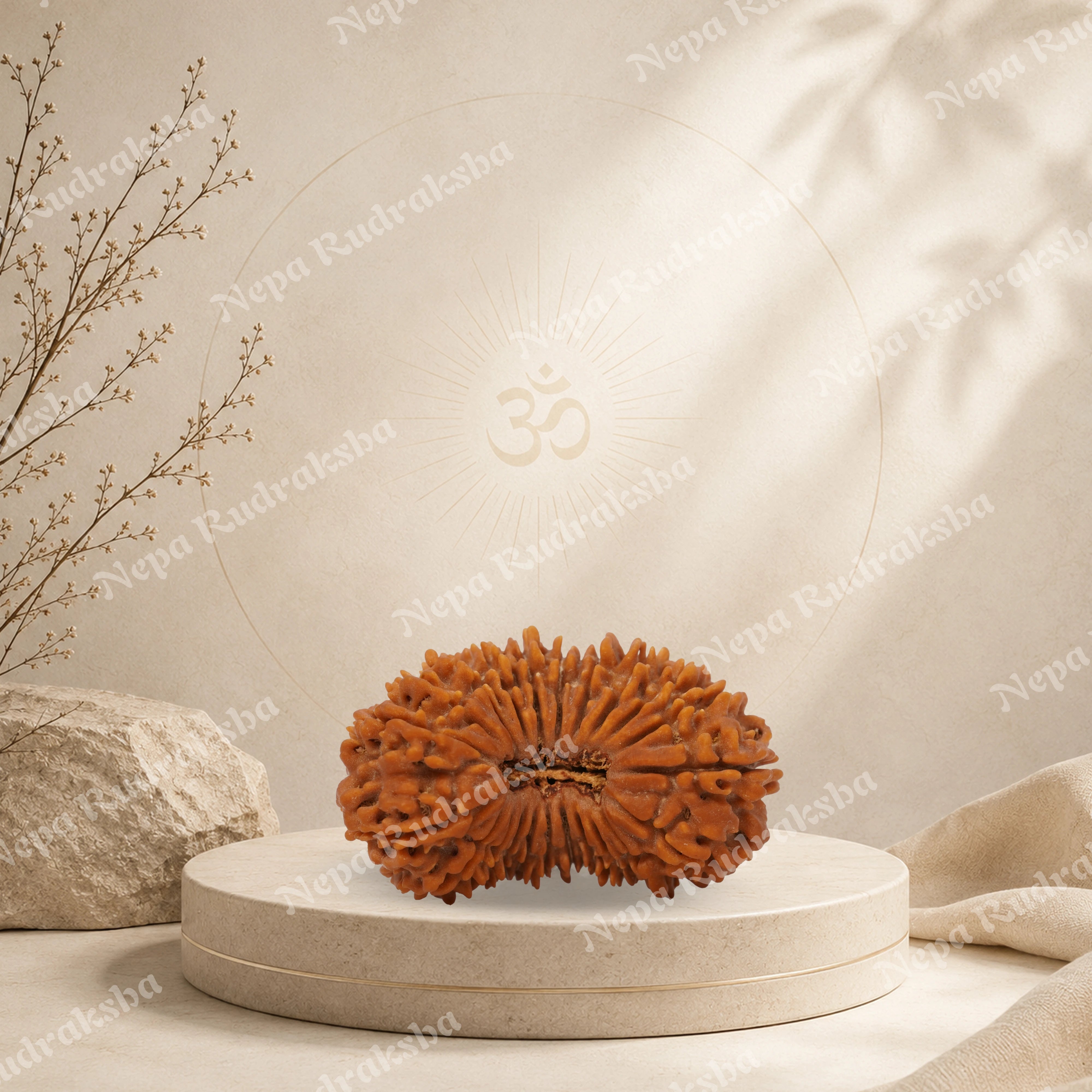 22 Mukhi (Super Collector)