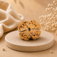 2 Mukhi (Collector) Rudraksha