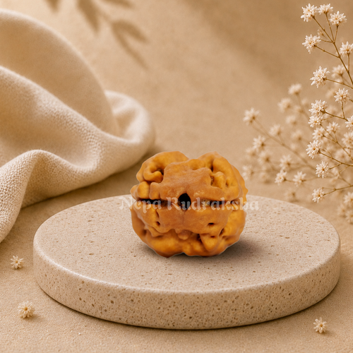 2 Mukhi Rudraksha