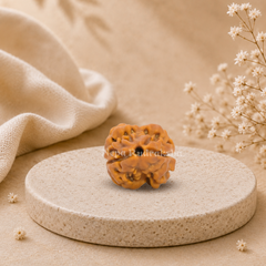 2 Mukhi (Regular) Rudraksha