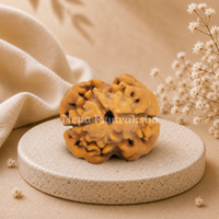 2 Mukhi (Super Collector) Rudraksha