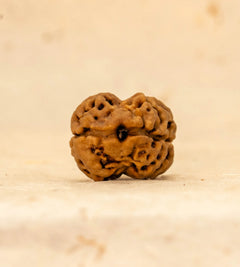 2 Mukhi