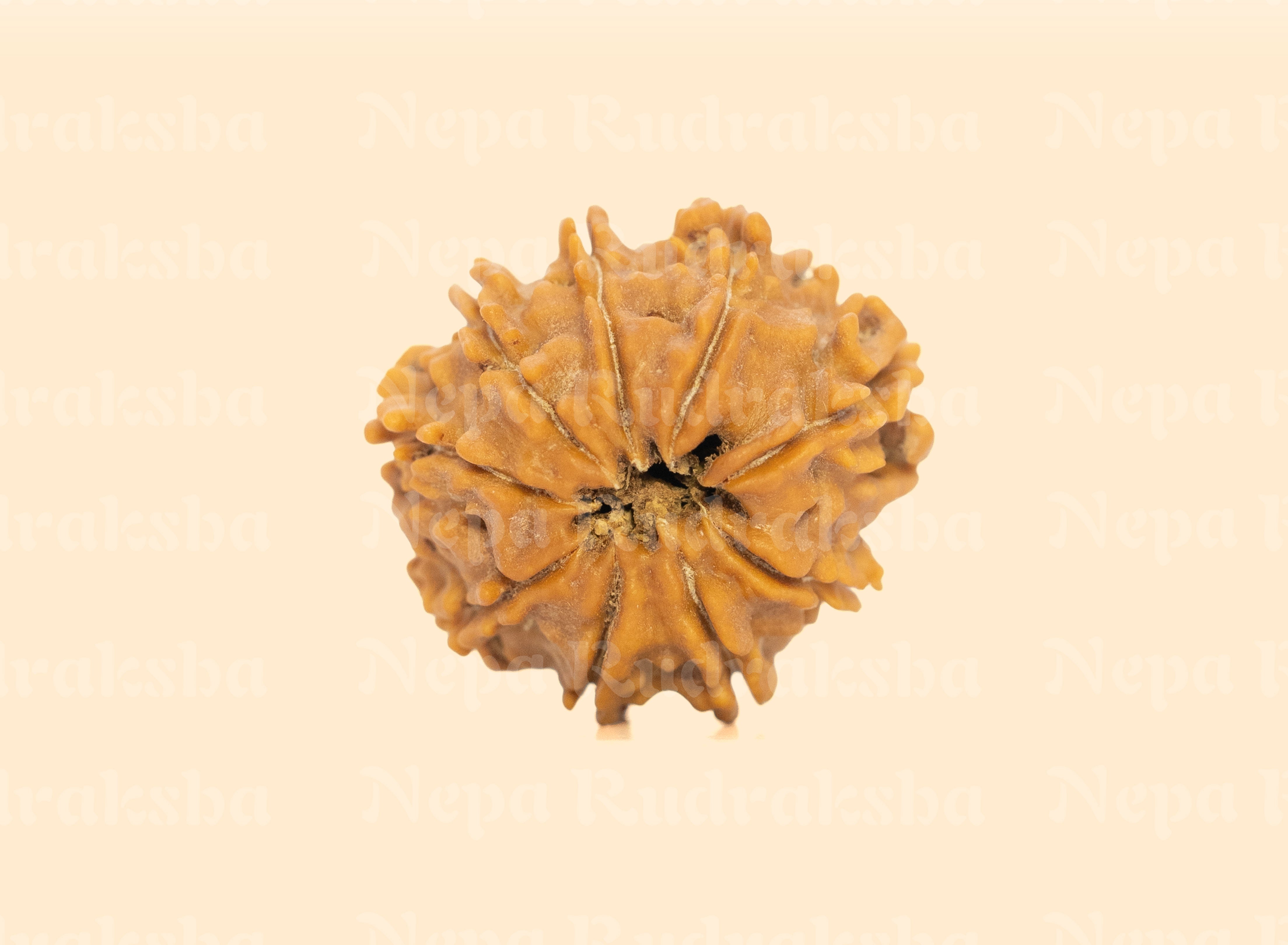 9 Mukhi (Regular) Rudraksha