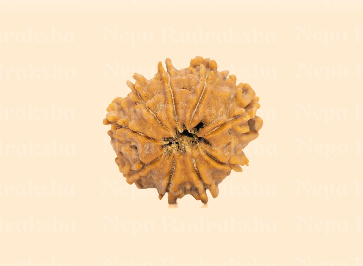 9 Mukhi (Regular) Rudraksha