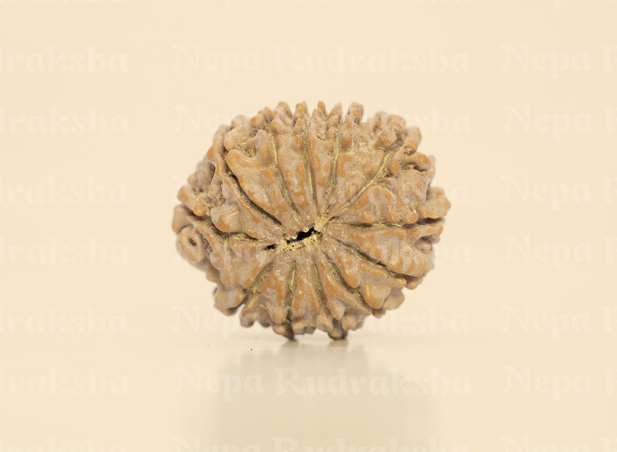 12 Mukhi (Regular)