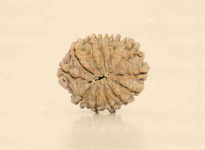 12 Mukhi (Regular)