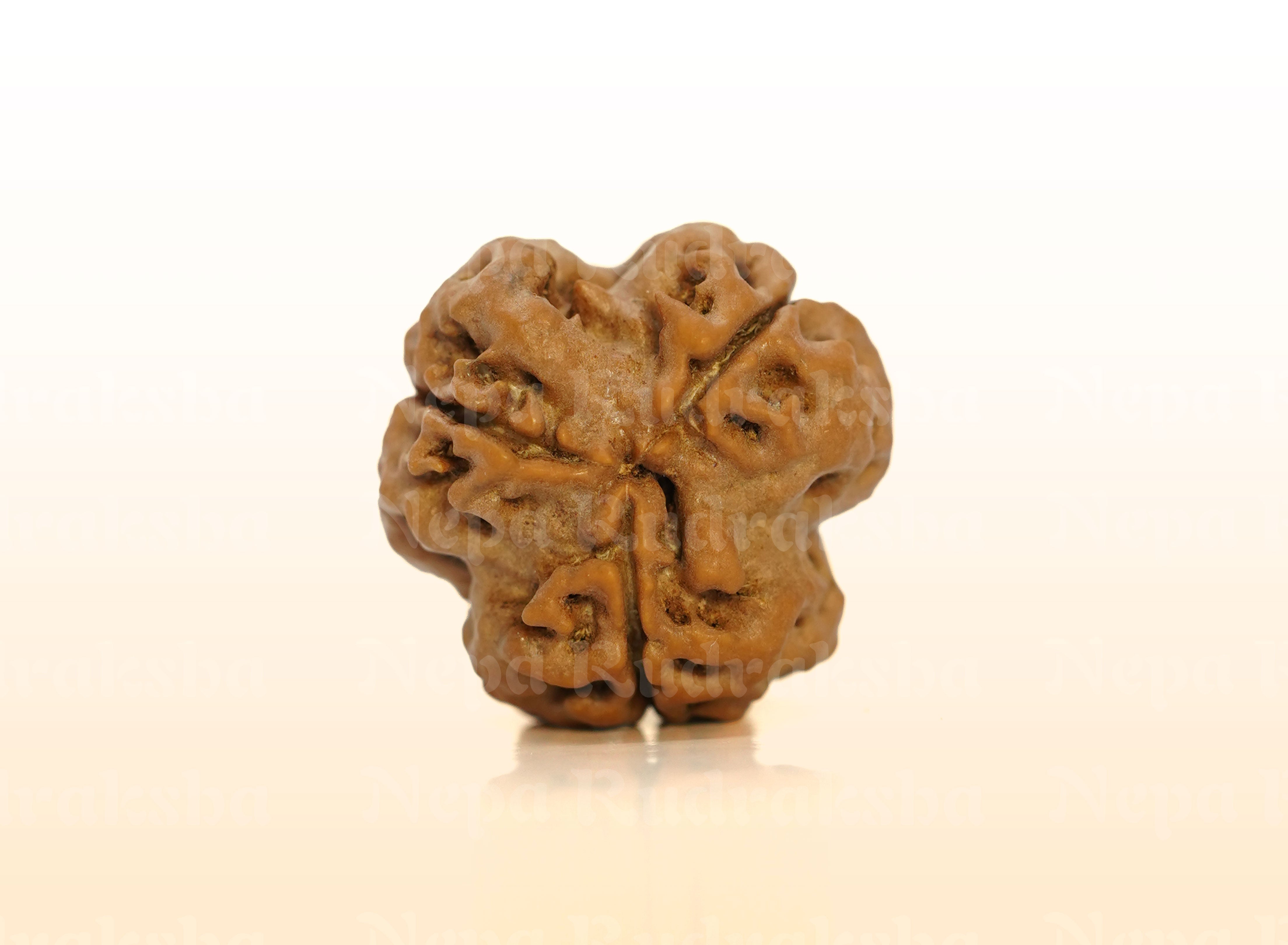 3 Mukhi (Super Collector) Rudraksha