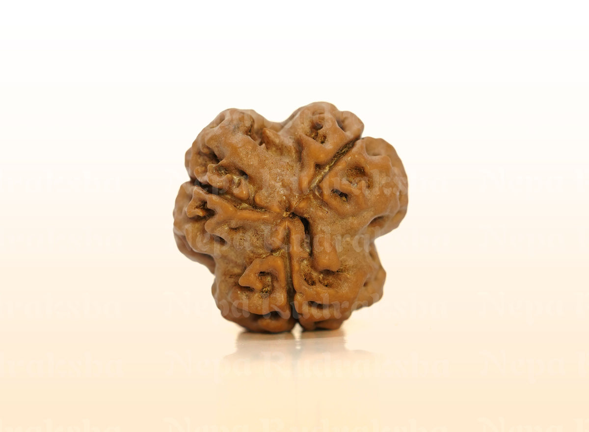 3 Mukhi (Super Collector) Rudraksha