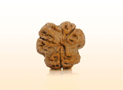 3 Mukhi (Super Collector) Rudraksha
