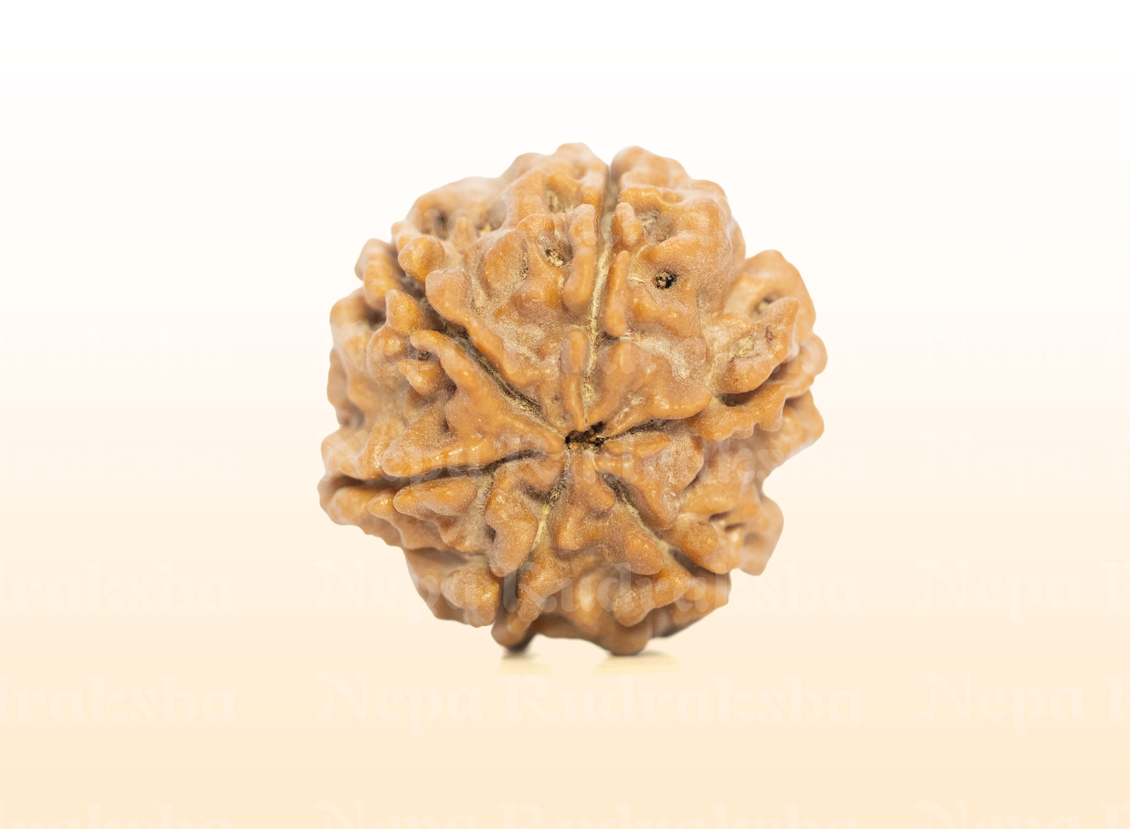 6 Mukhi (Regular) Rudraksha