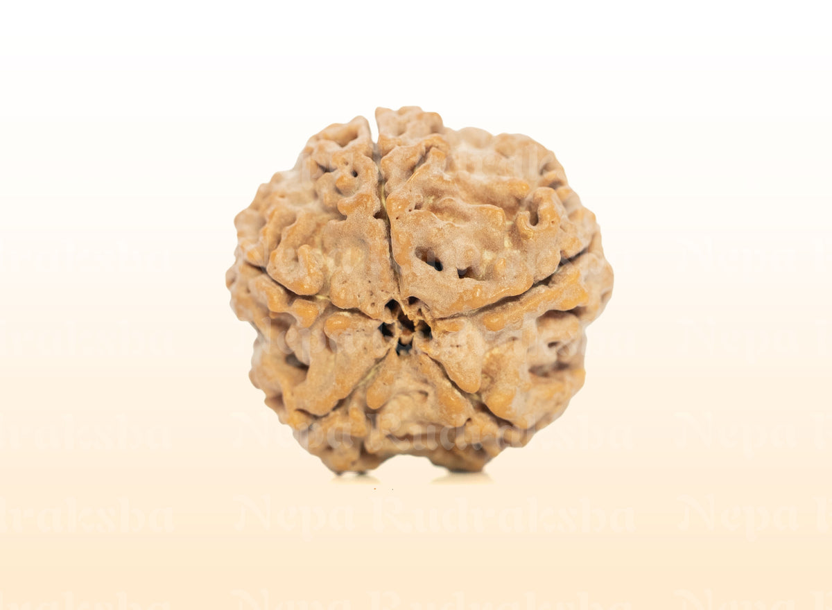 5 Mukhi (Collector) Rudraksha