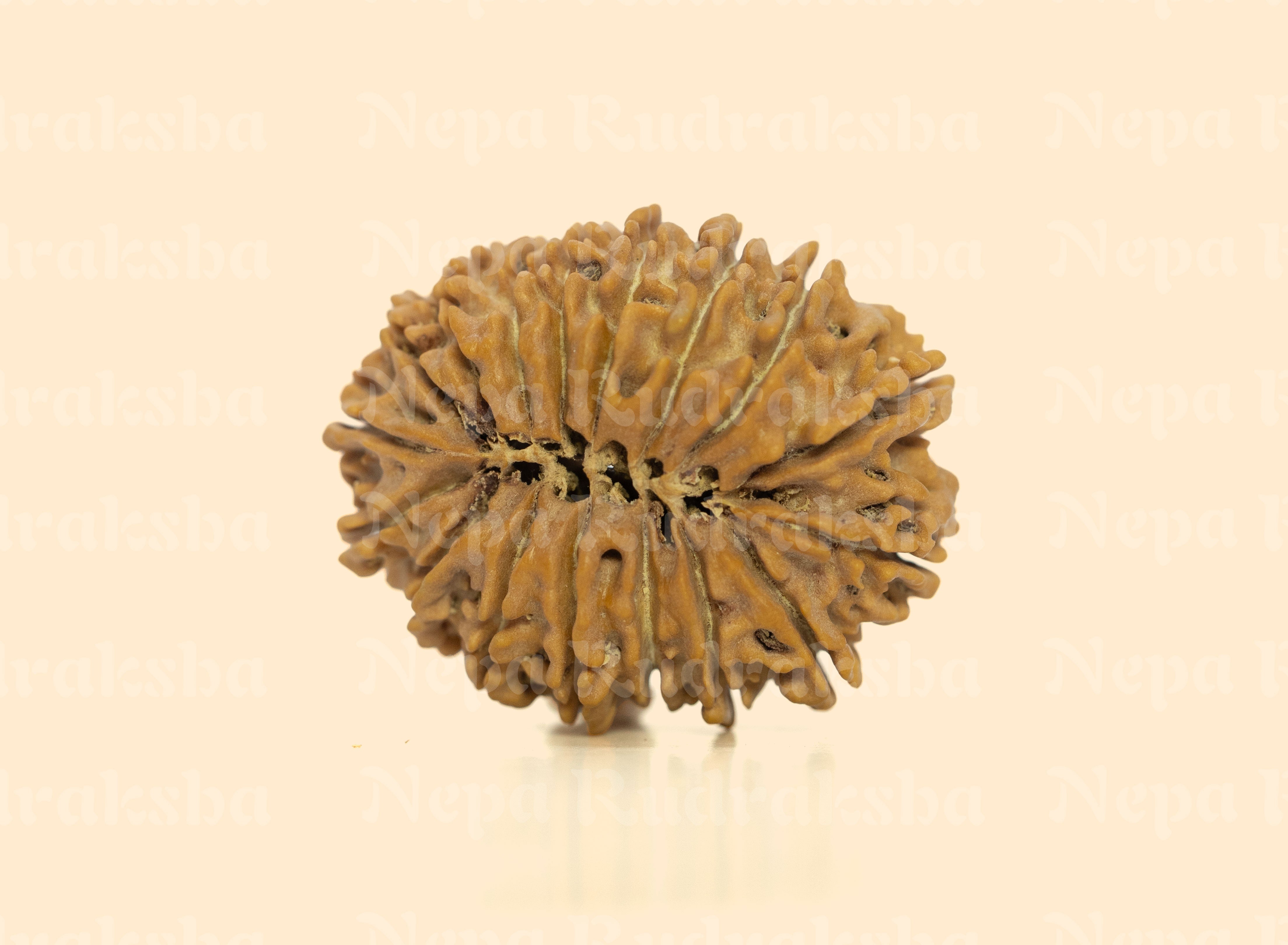 17 Mukhi (Super Collector) Rudraksha