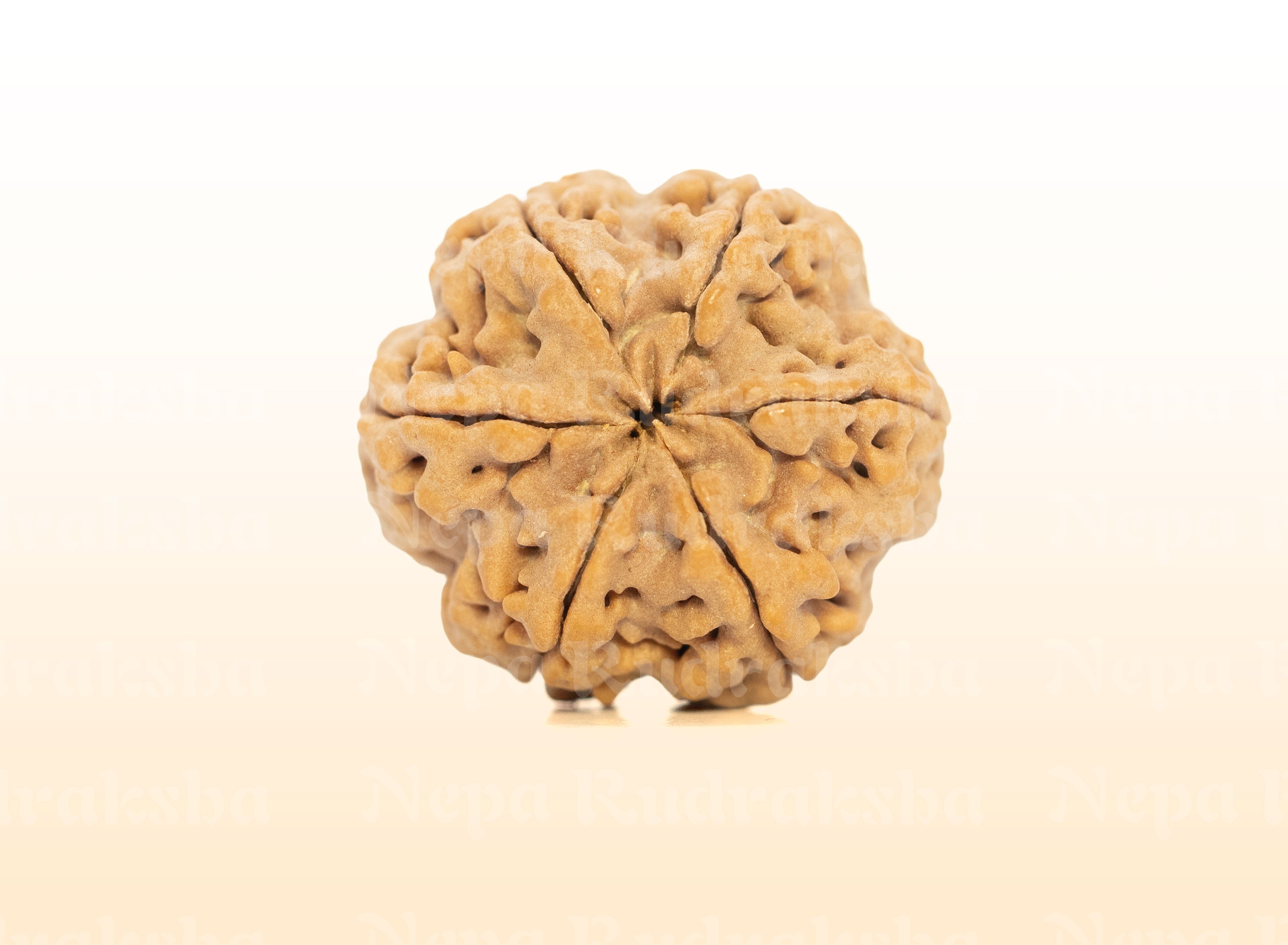 6 Mukhi (Collector) Rudraksha