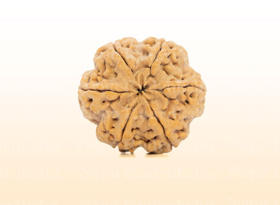 6 Mukhi (Collector) Rudraksha