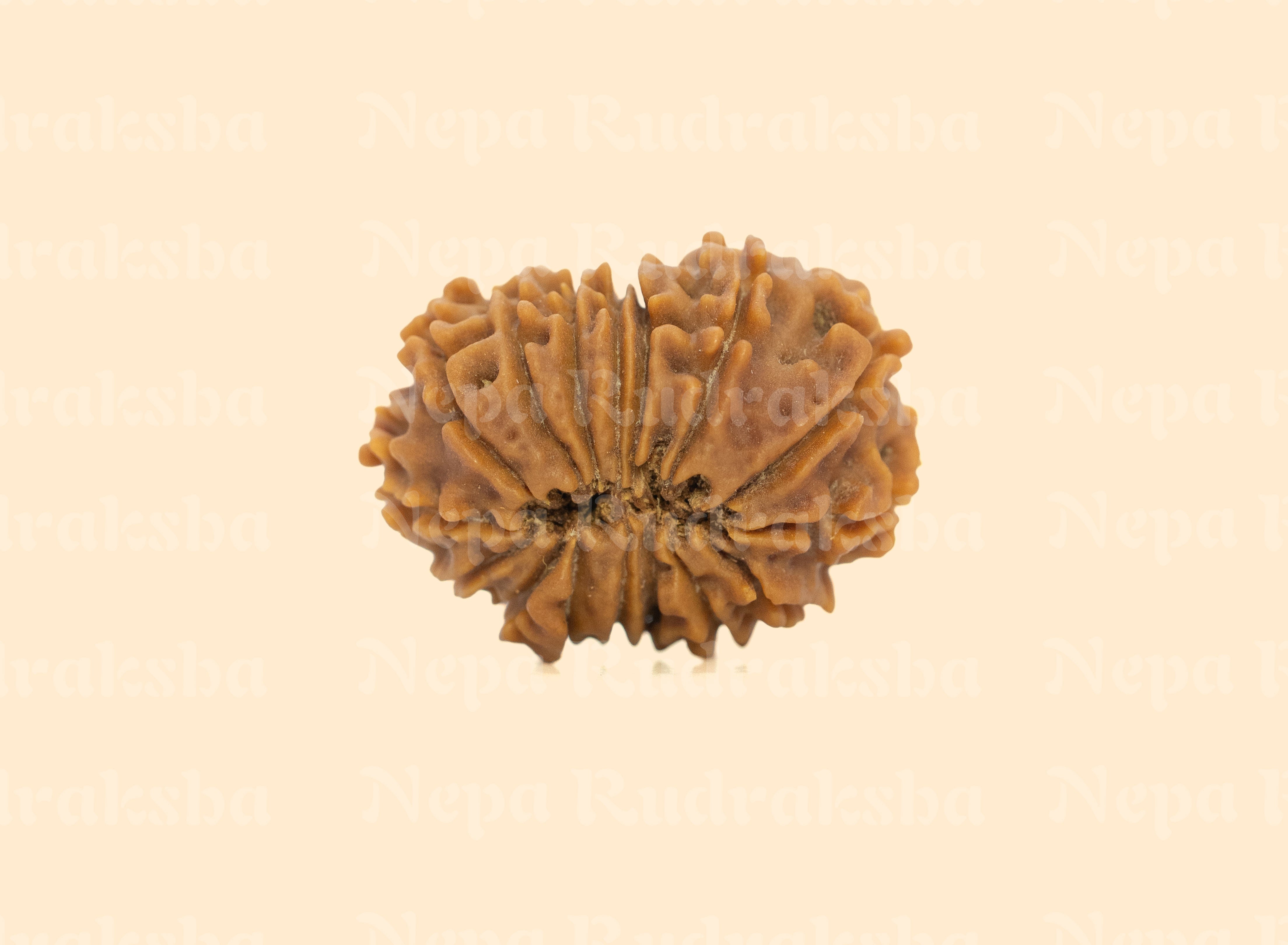 16 Mukhi (Regular) Rudraksha