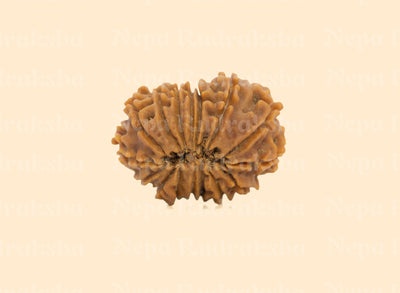 16 Mukhi (Regular) Rudraksha