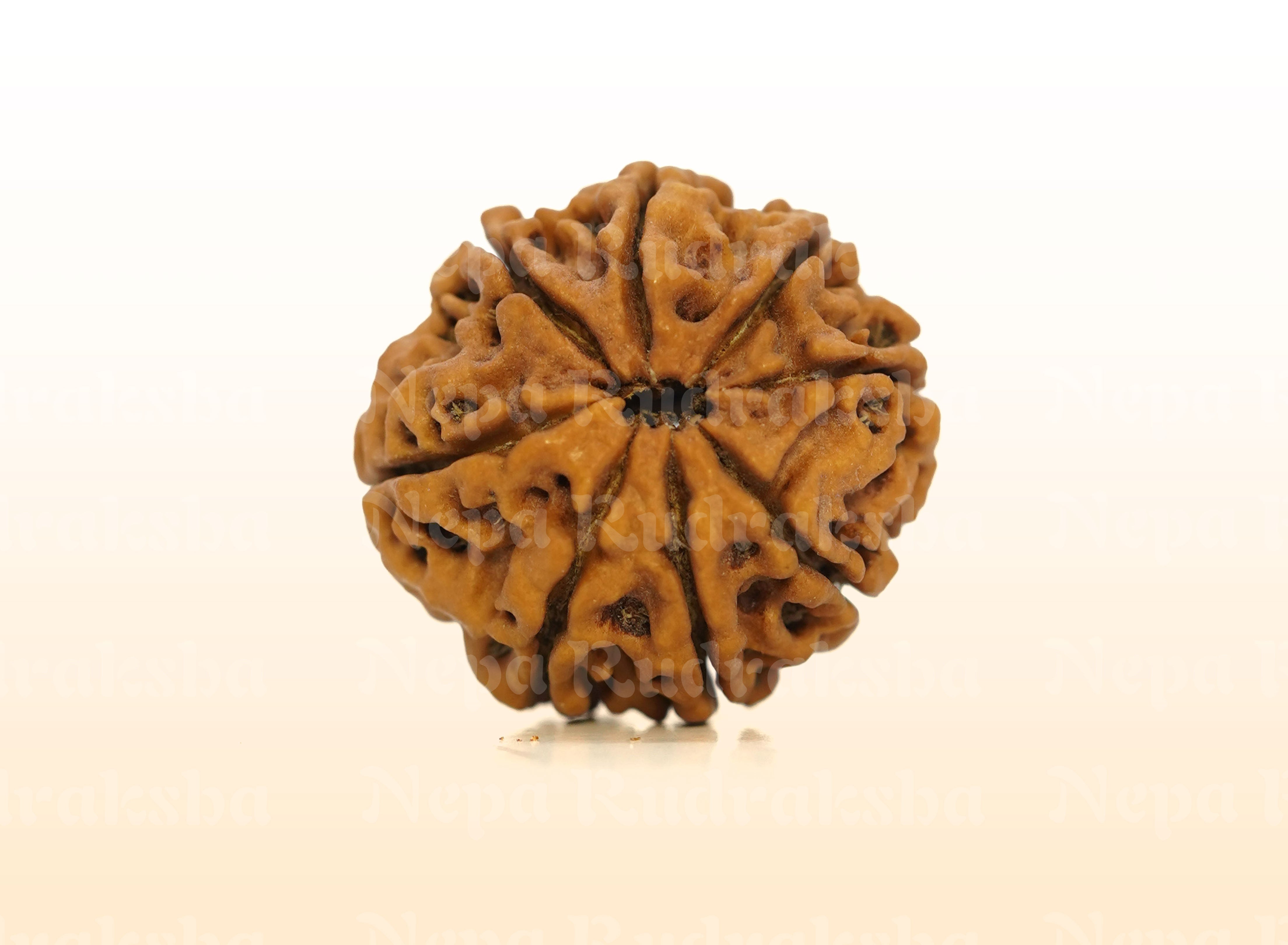 8 Mukhi (Regular) Rudraksha