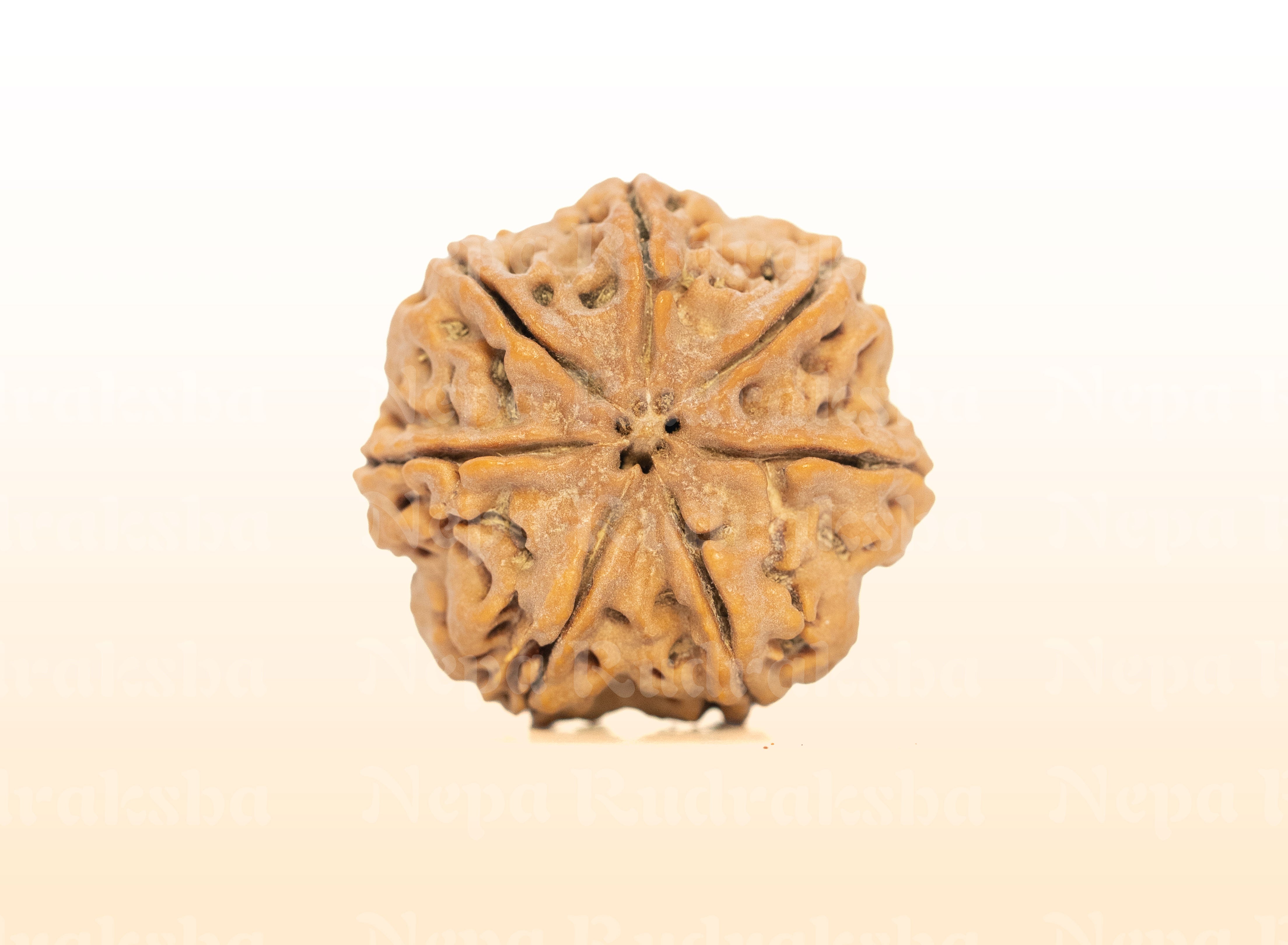 7 Mukhi (Collector) Rudraksha