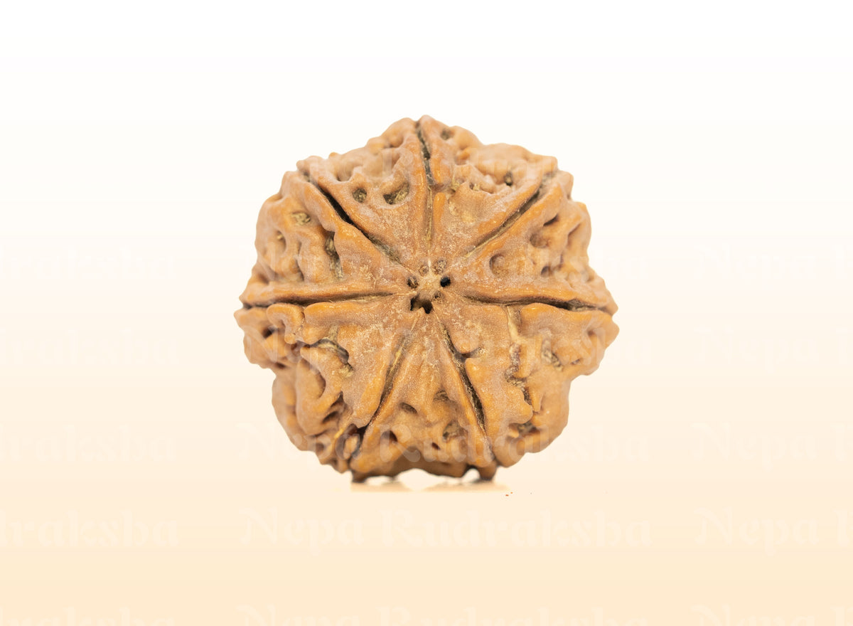7 Mukhi (Collector) Rudraksha