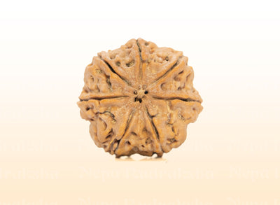 7 Mukhi (Collector) Rudraksha