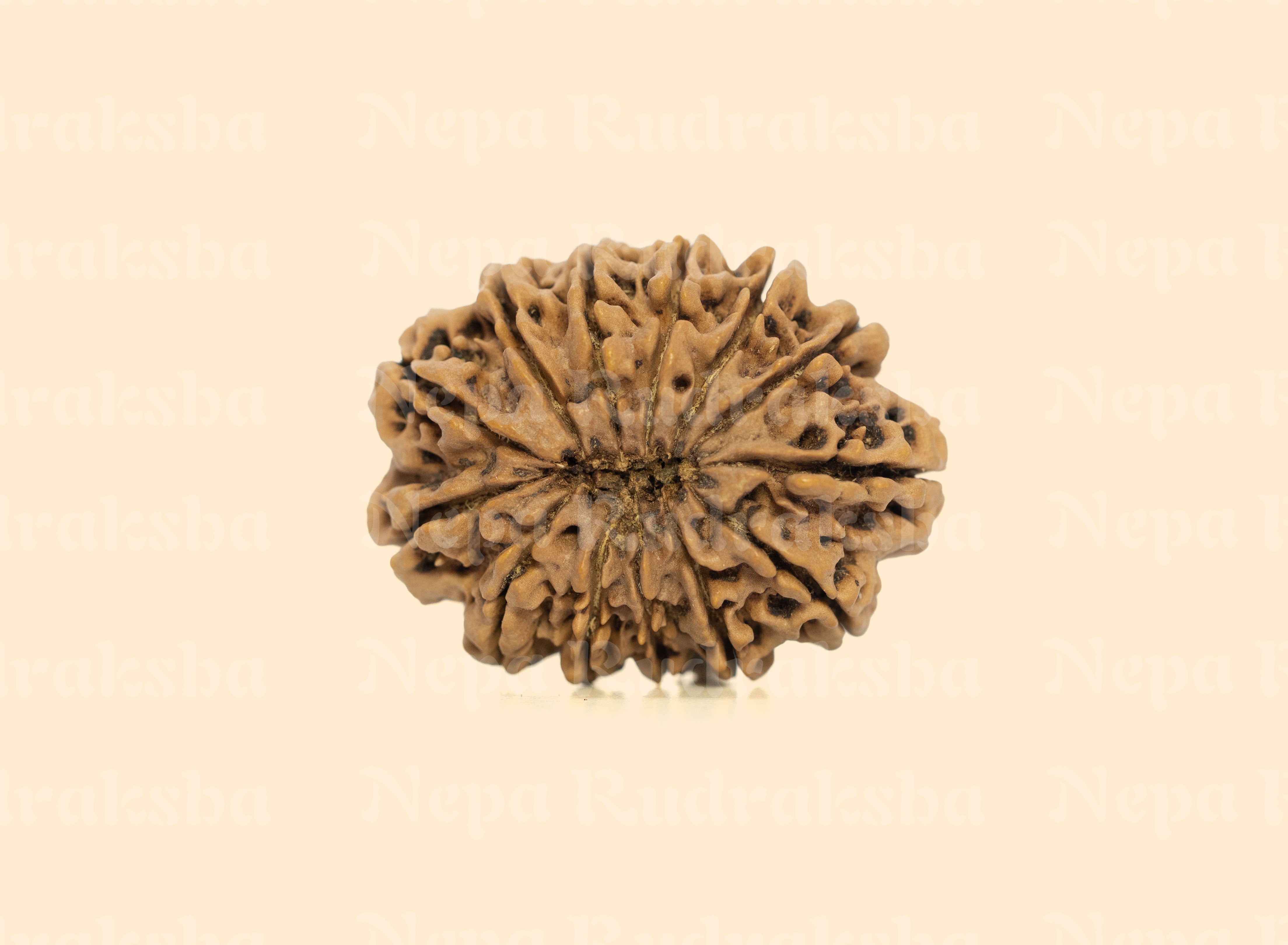 13 Mukhi (Super Collector) Rudraksha