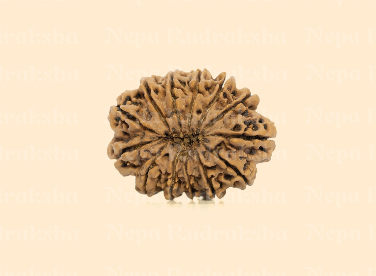 13 Mukhi (Super Collector) Rudraksha