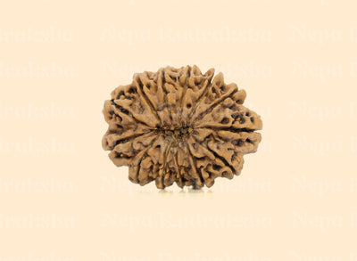 13 Mukhi (Super Collector) Rudraksha