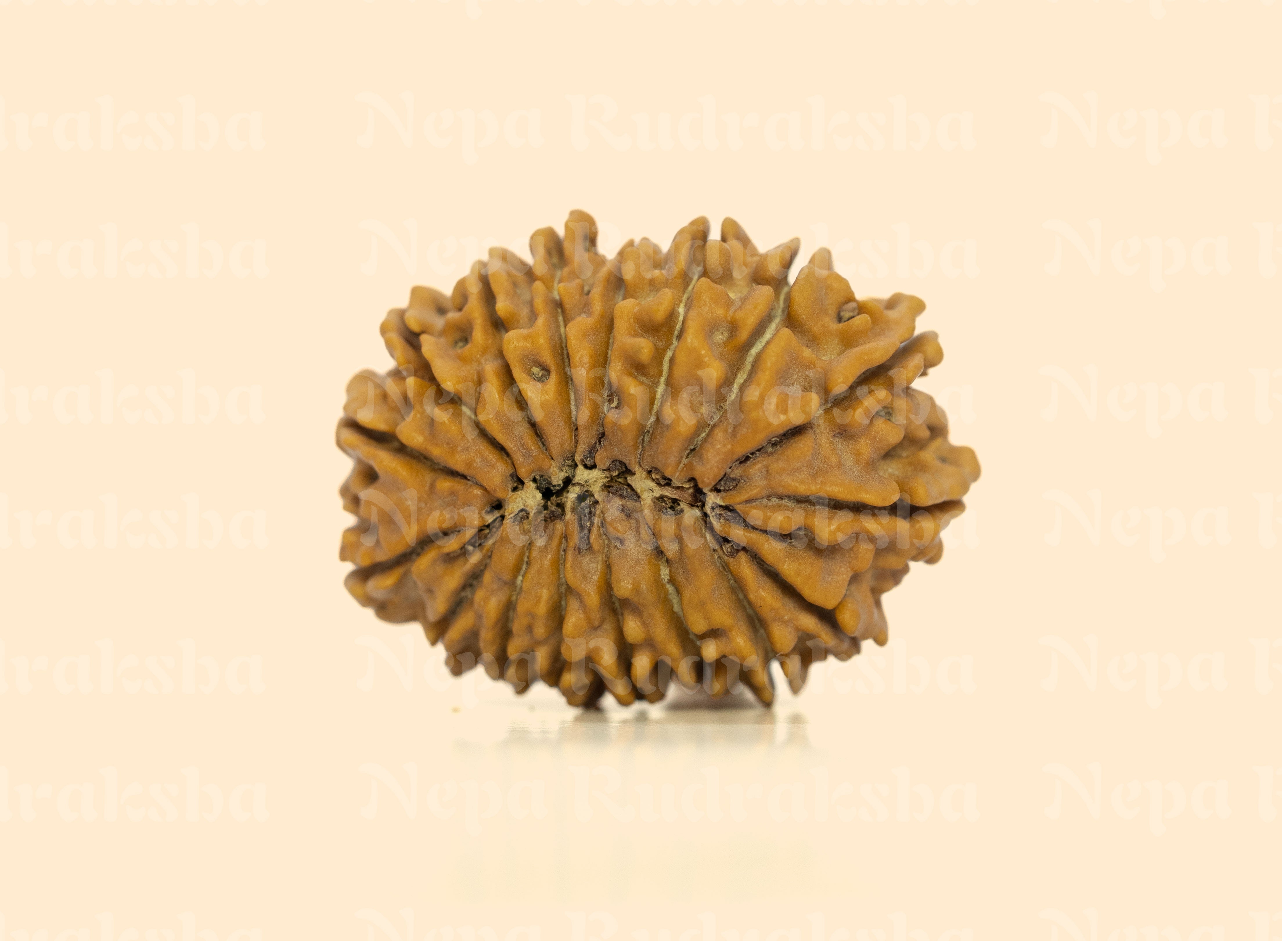 17 Mukhi (Collector) Rudraksha