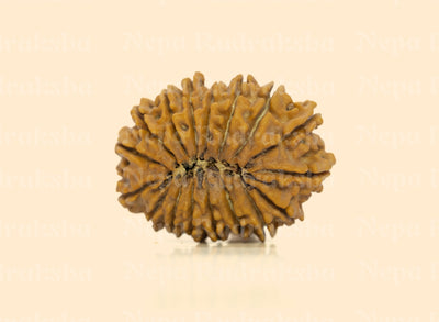 17 Mukhi (Collector) Rudraksha