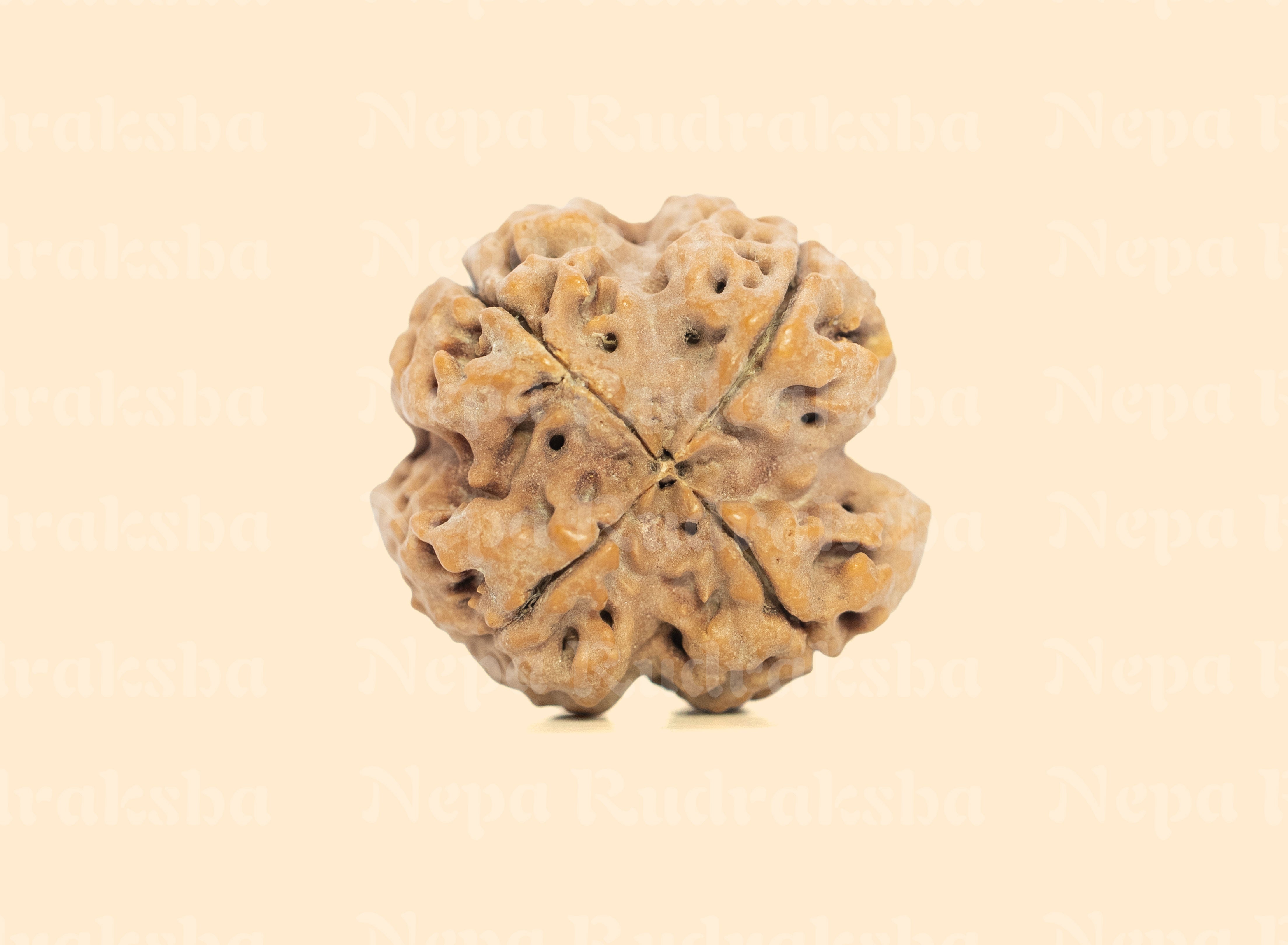 4 Mukhi (Collector) Rudraksha