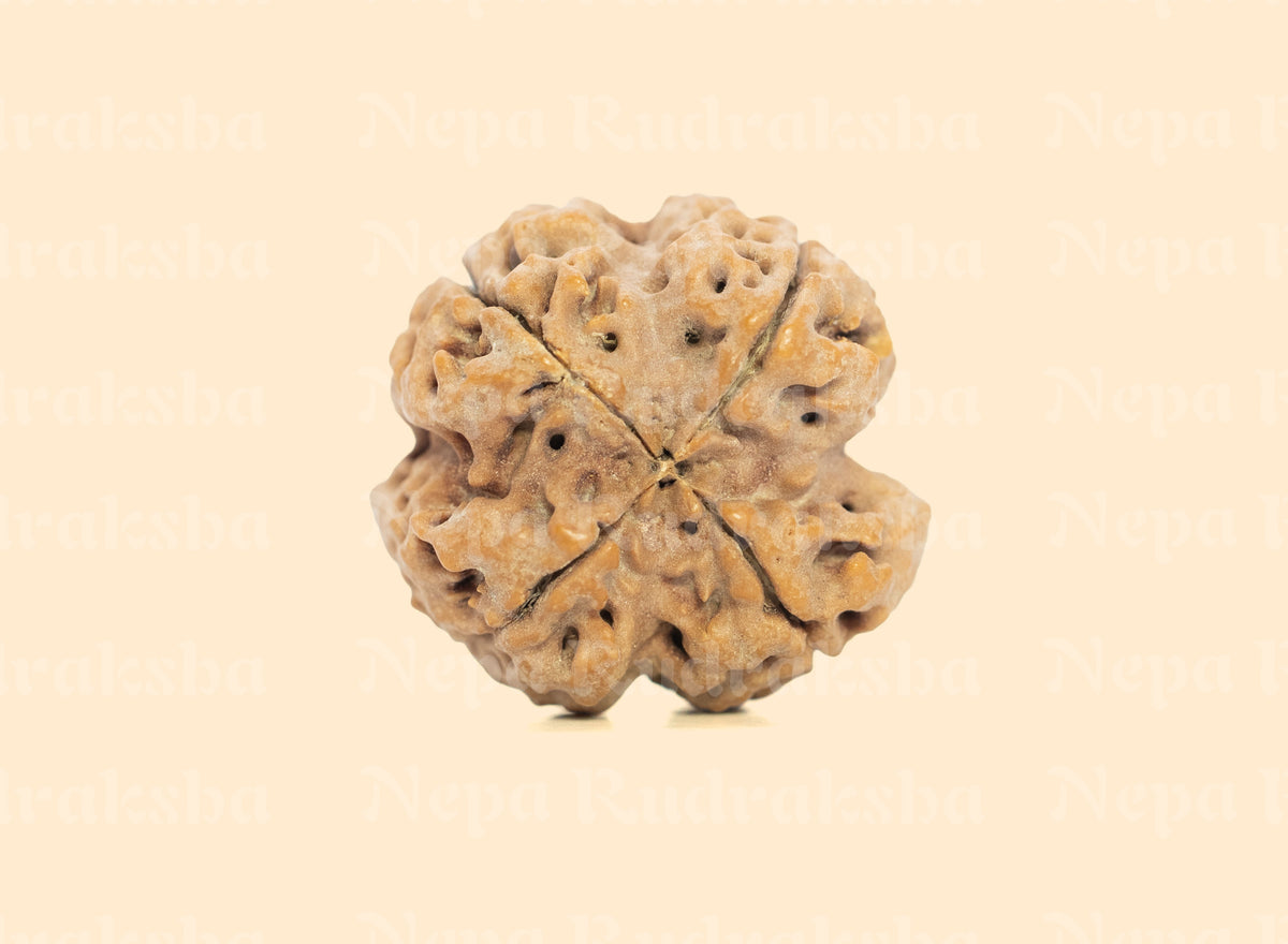 4 Mukhi (Collector) Rudraksha