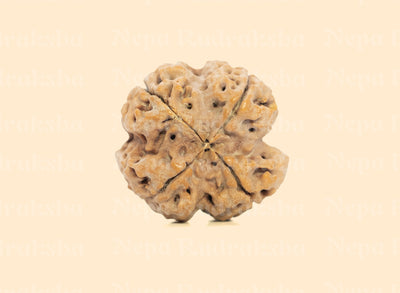 4 Mukhi (Collector) Rudraksha