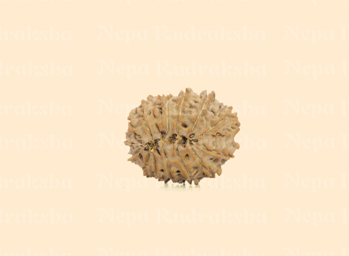 15 Mukhi (Regular)