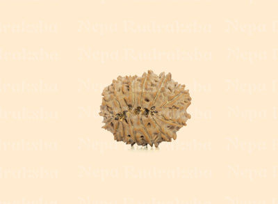 15 Mukhi (Regular)