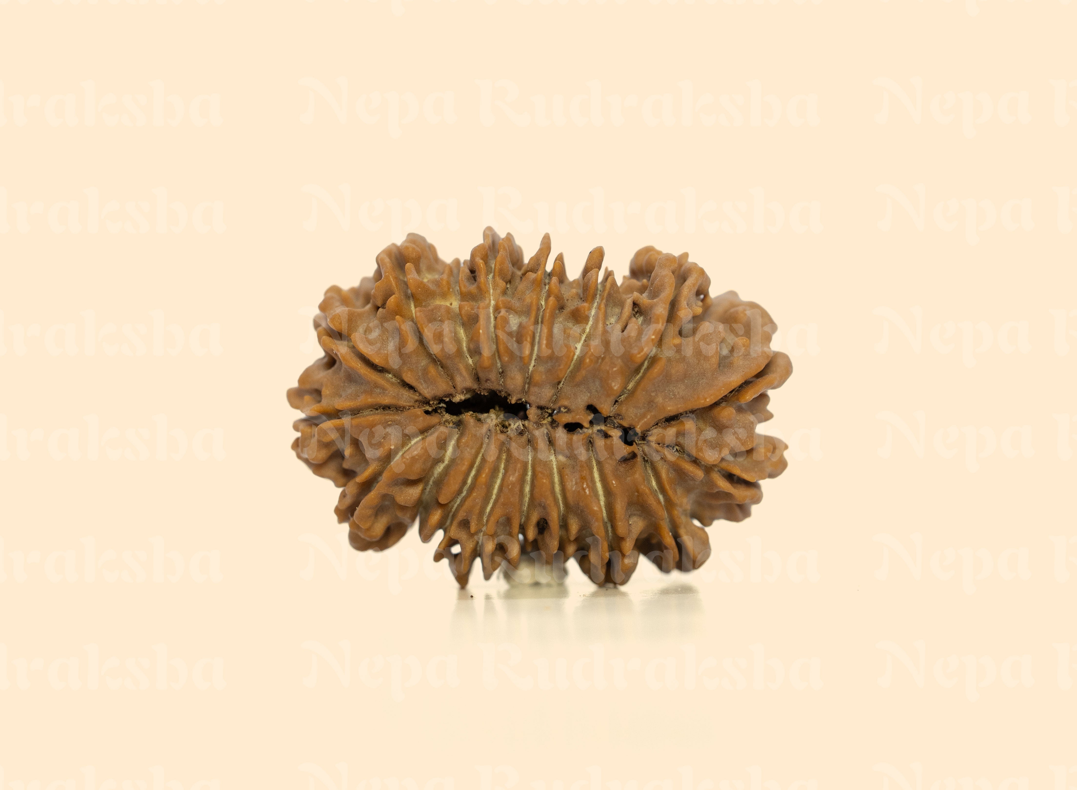 18 Mukhi (Collector) Rudraksha