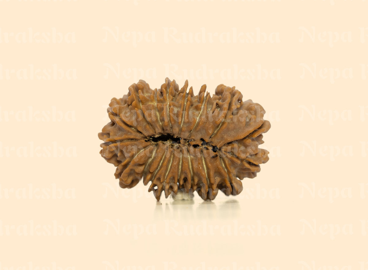 18 Mukhi (Collector) Rudraksha