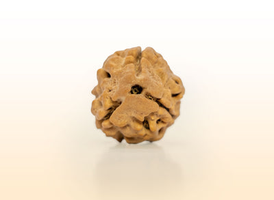 3 Mukhi (Regular) Rudraksha