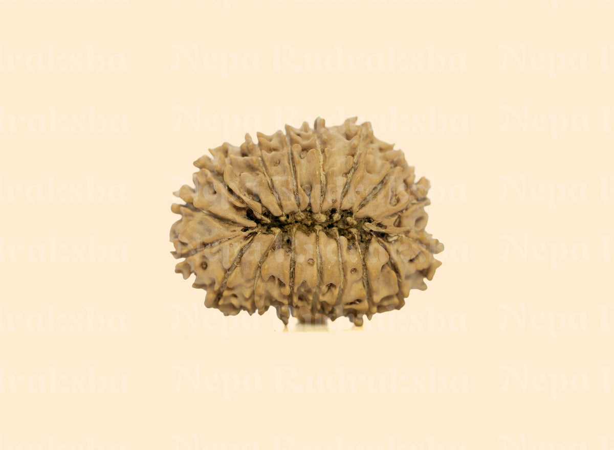 17 Mukhi (Medium) Rudraksha