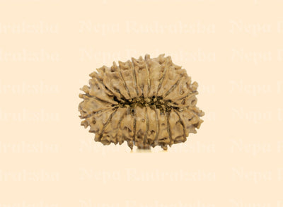 17 Mukhi (Medium) Rudraksha