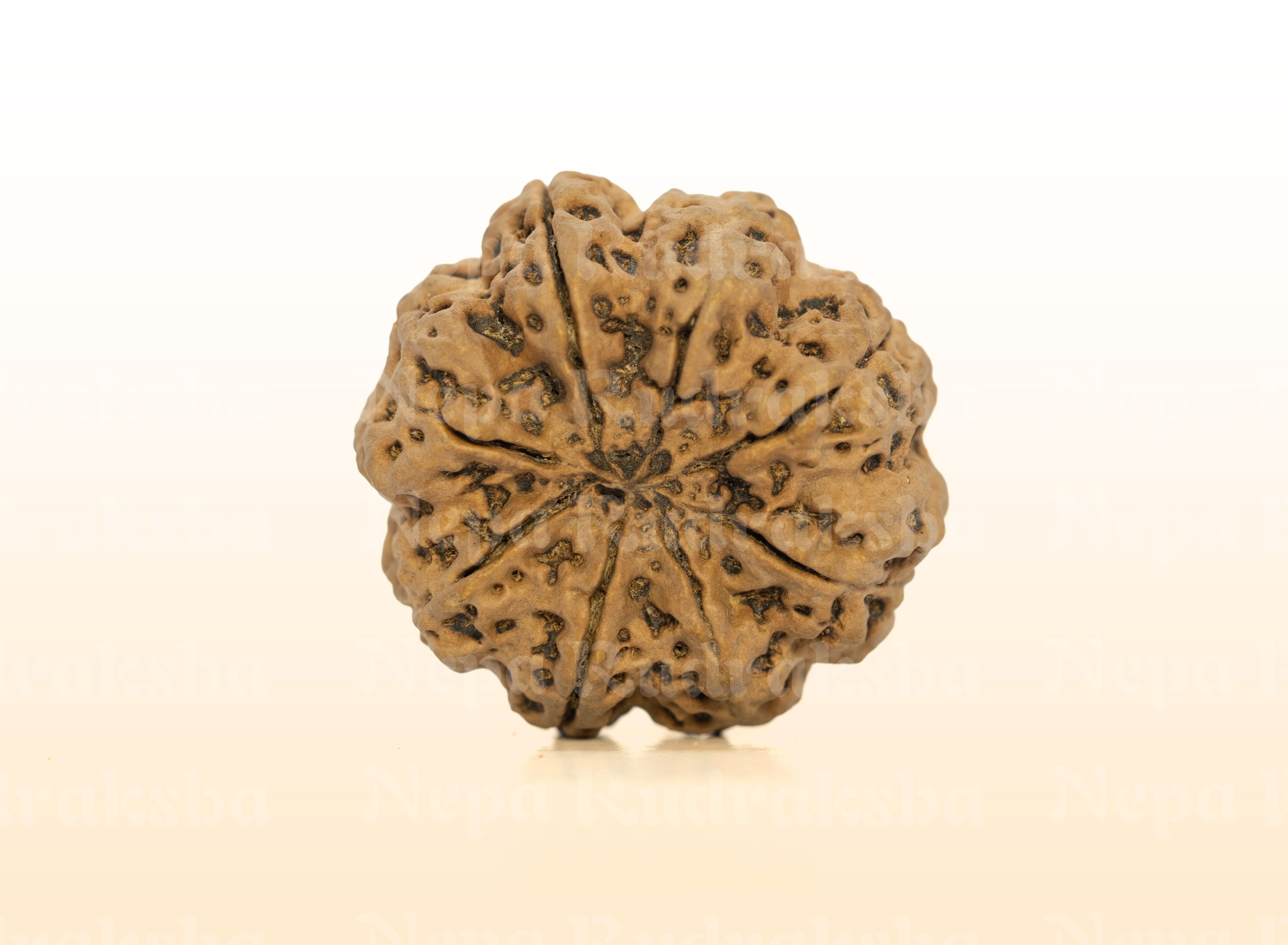 8 Mukhi (Super Collector) Rudraksha