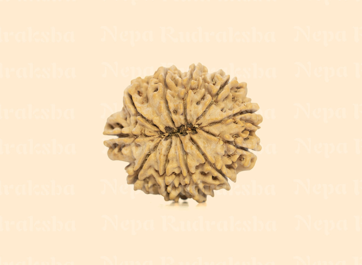 11 Mukhi (Collector) Rudraksha