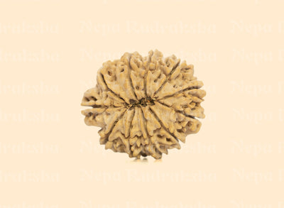 11 Mukhi (Collector) Rudraksha