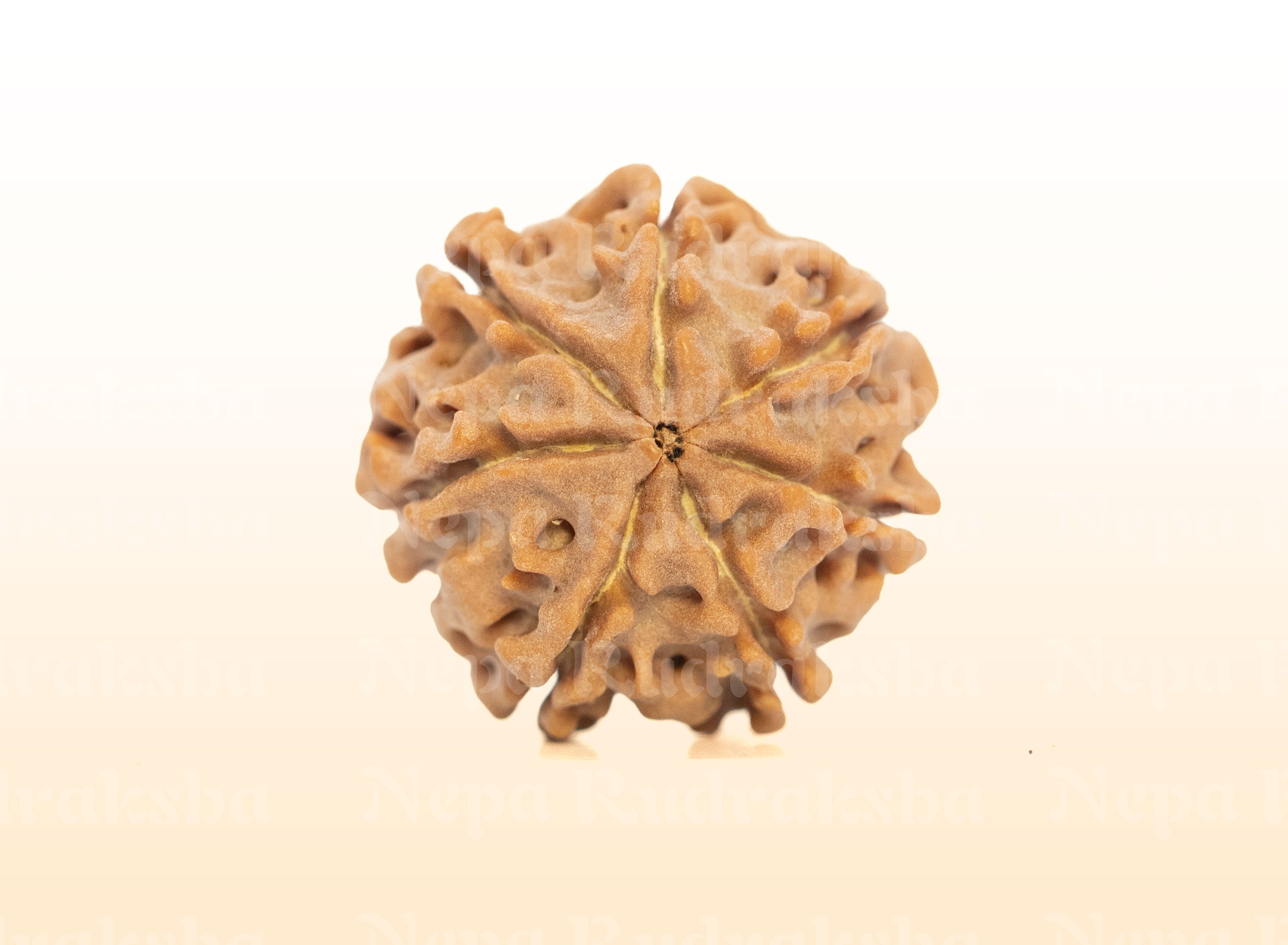 7 Mukhi (Regular) Rudraksha